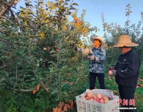 联华配资 （乡村行·看振兴）山西高平：太行山下飘果香 苹果映红致富路